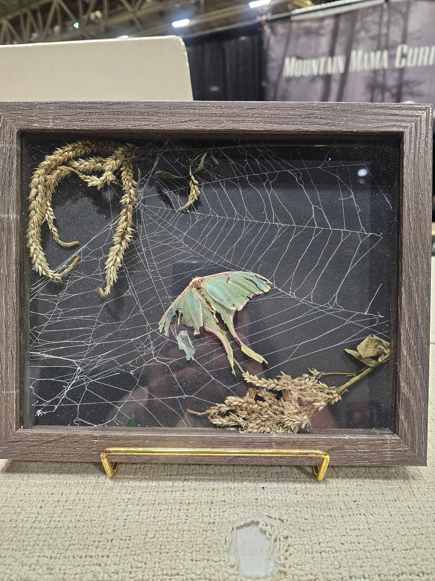 Luna moth shadow box with real spiderweb