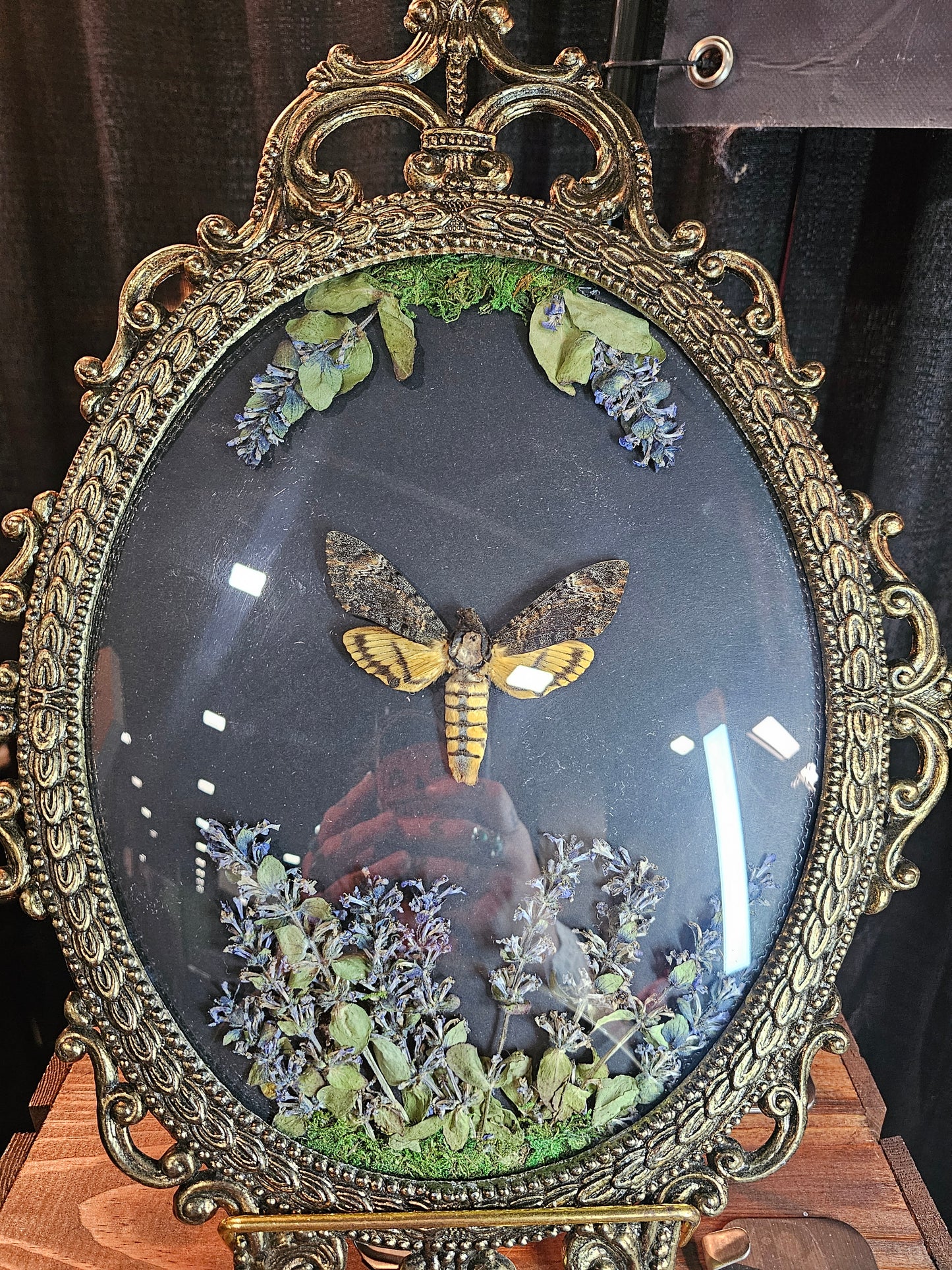 Death Head Moth Bubble Frame