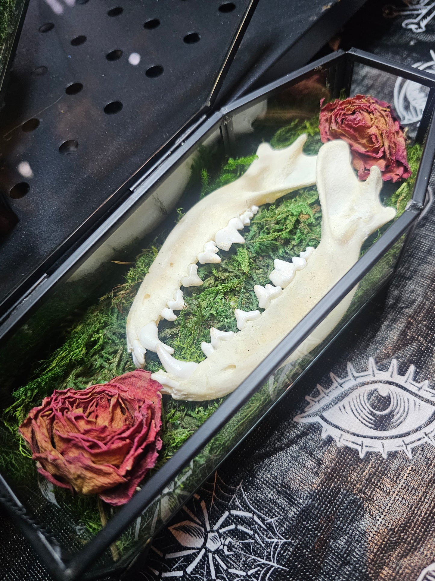 Glass coffin with fox jaw