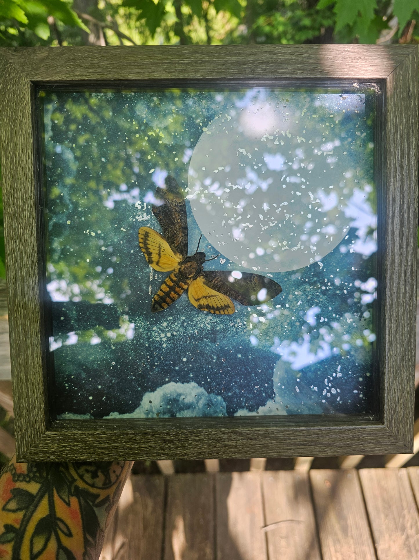 Death's Head Hawkmoth