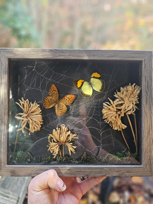 Shadow Box - Spider Web