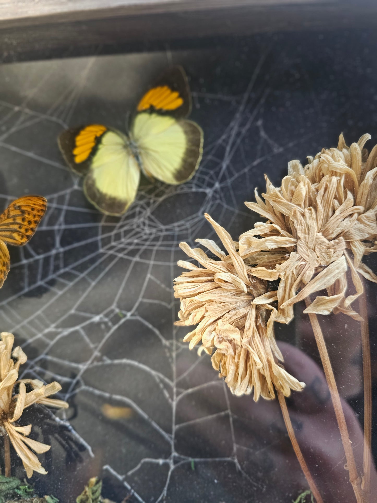 Shadow Box - Spider Web