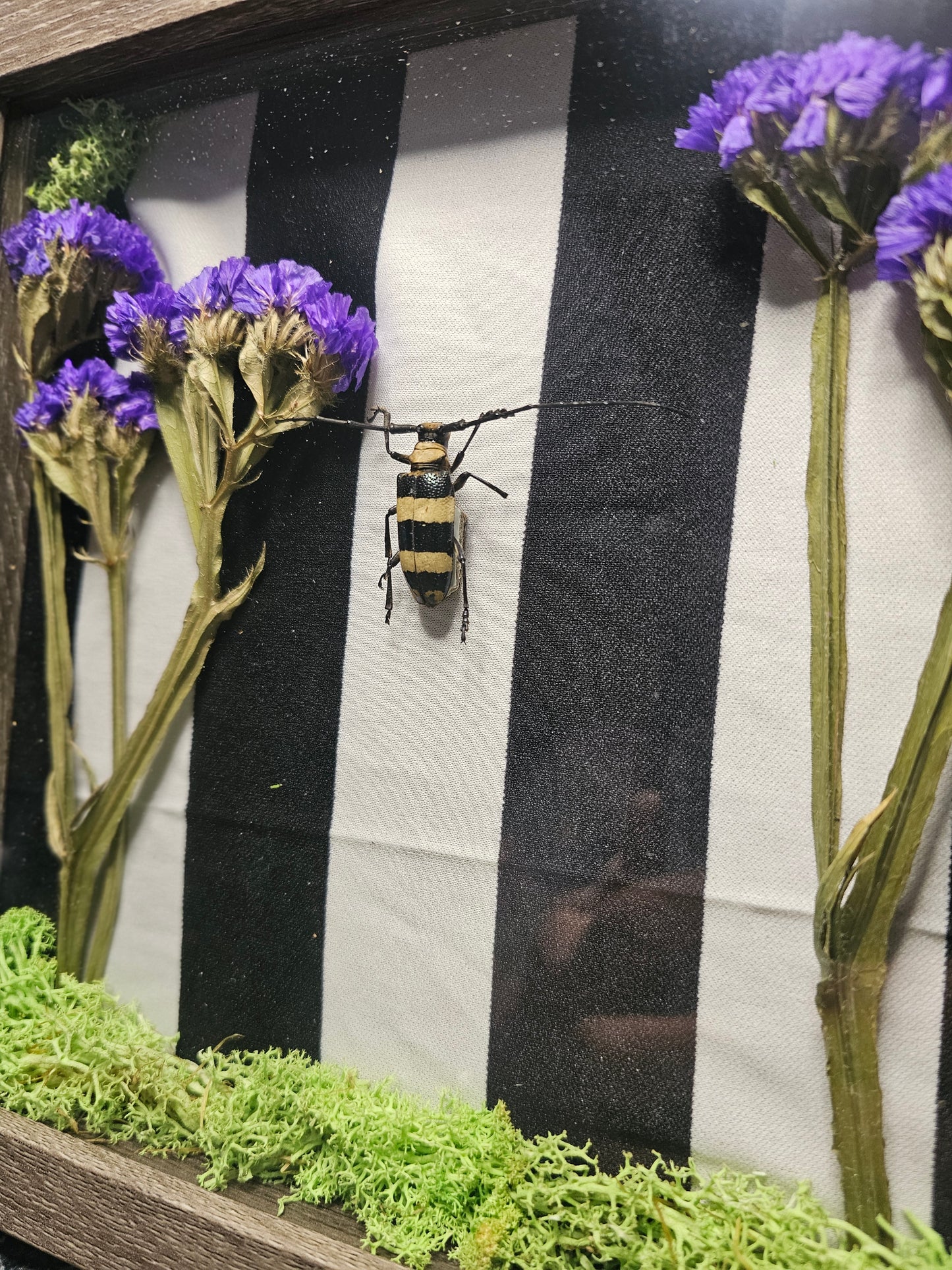 Beetlejuice shadow box