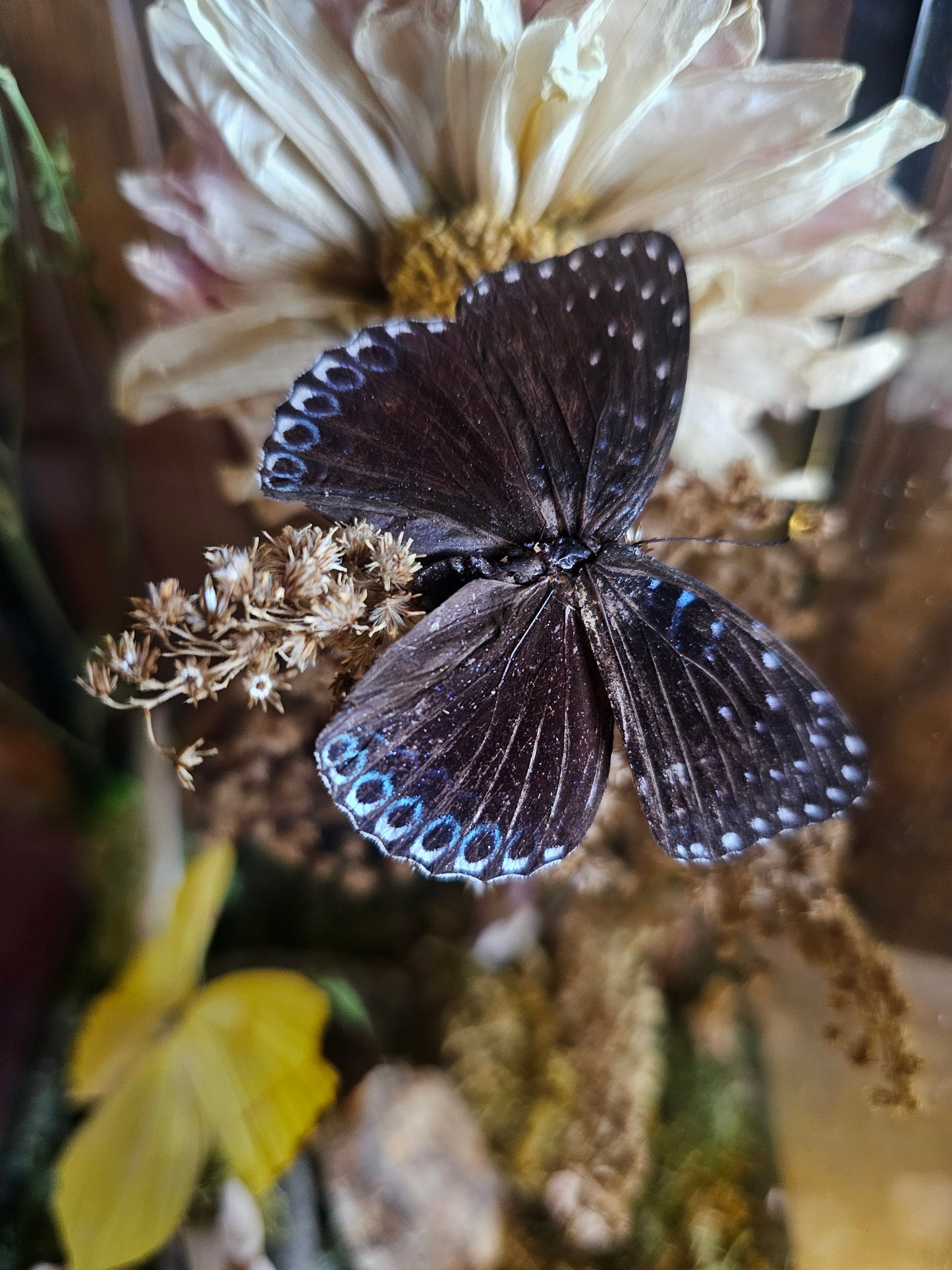 Lantern - Best Friend Butterflies