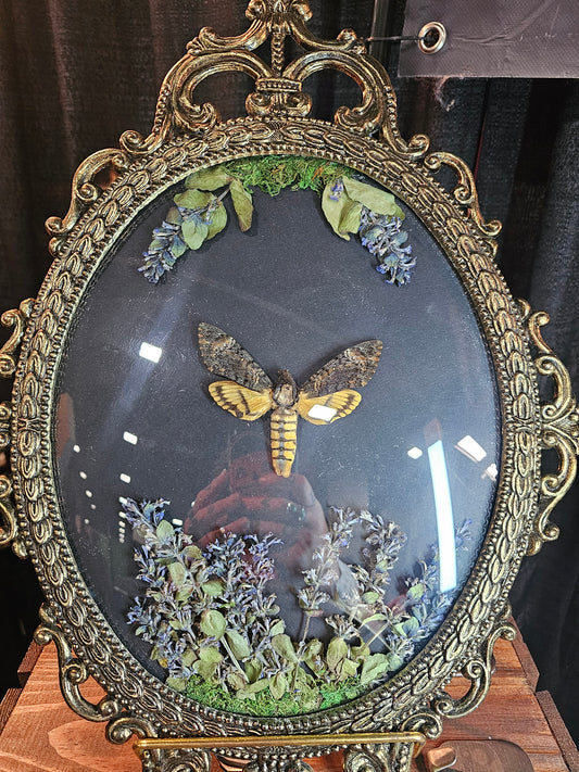 Death Head Moth Bubble Frame