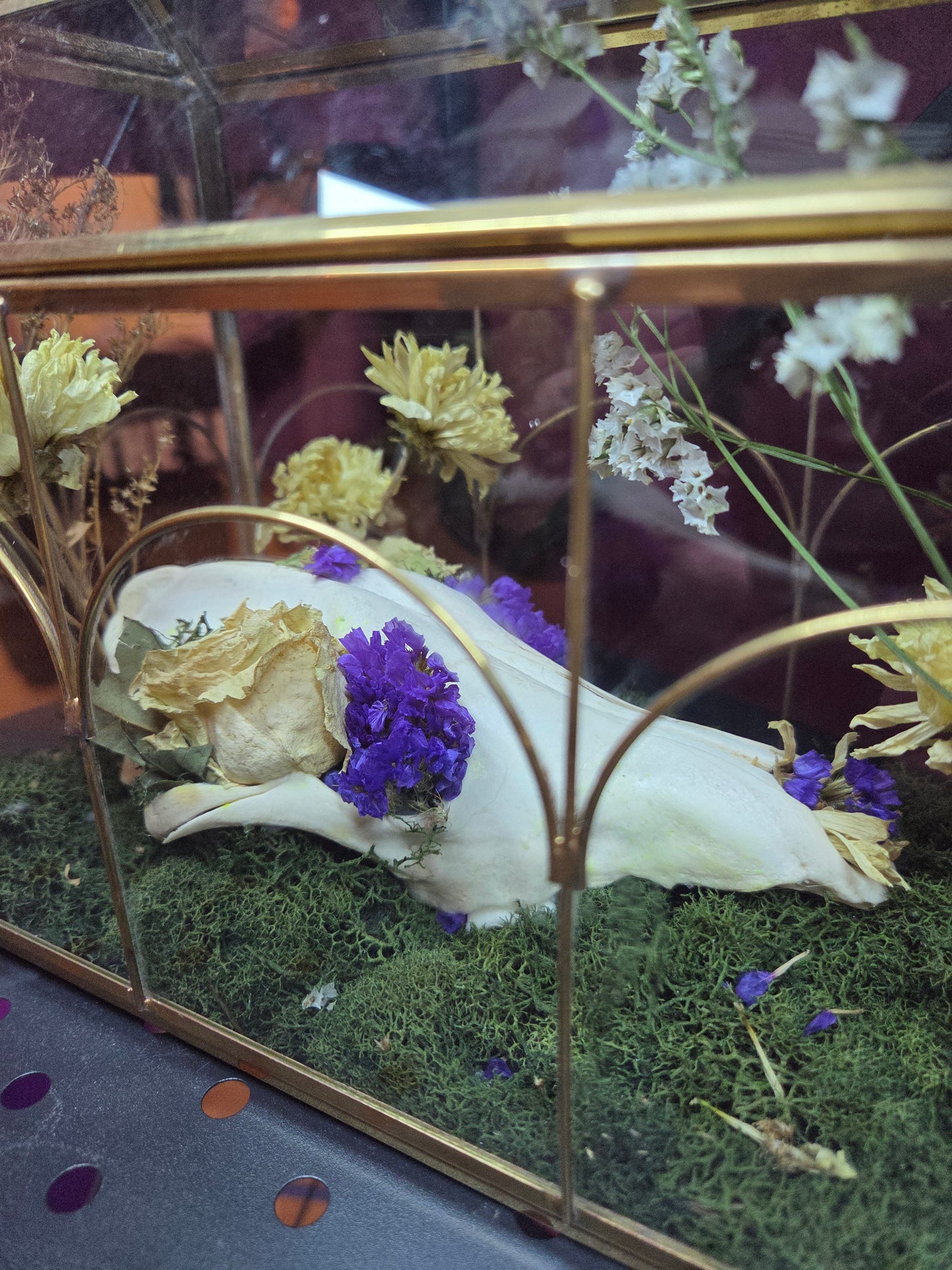 Terrarium with raccoon skull