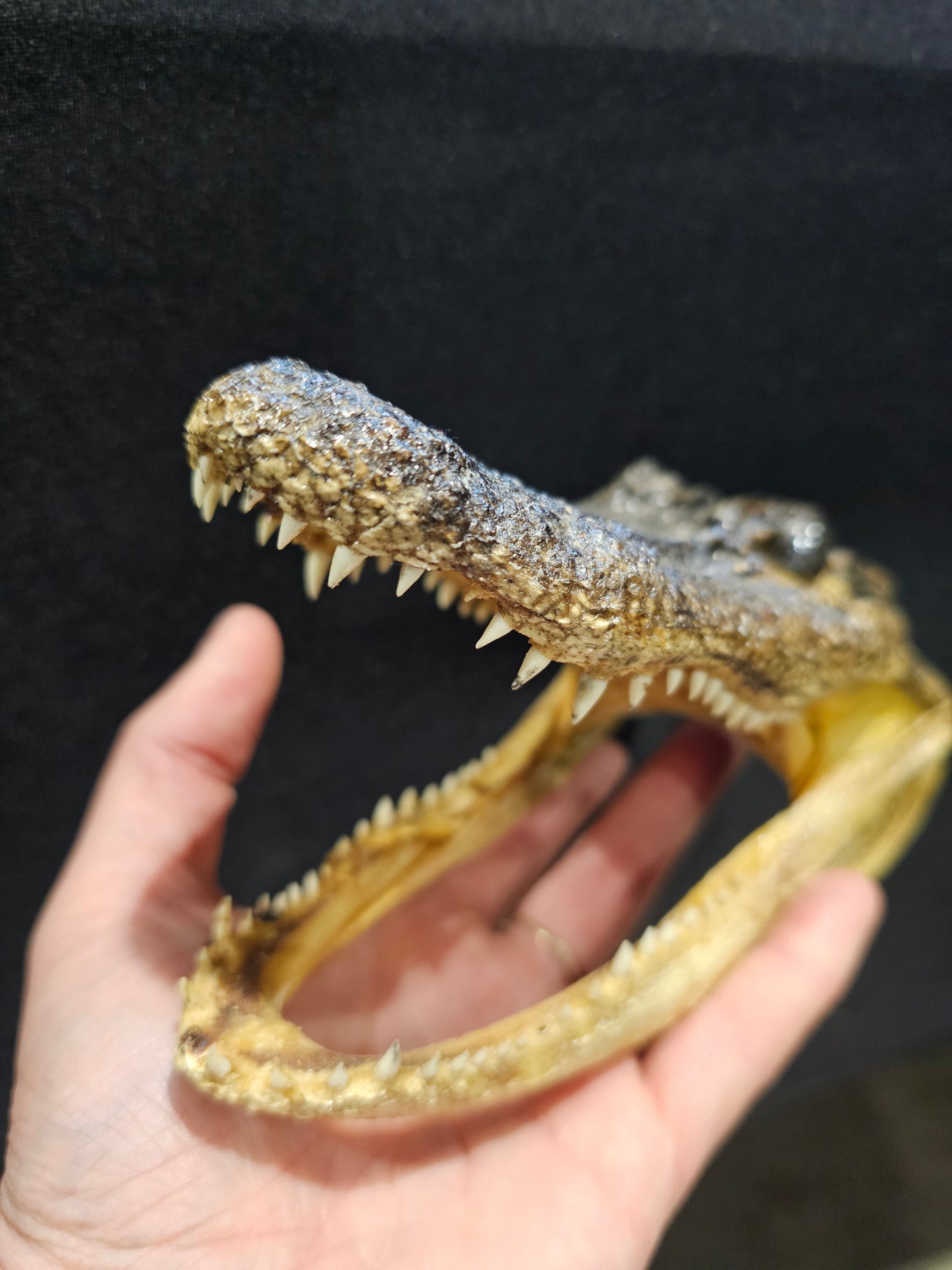 Gator skull