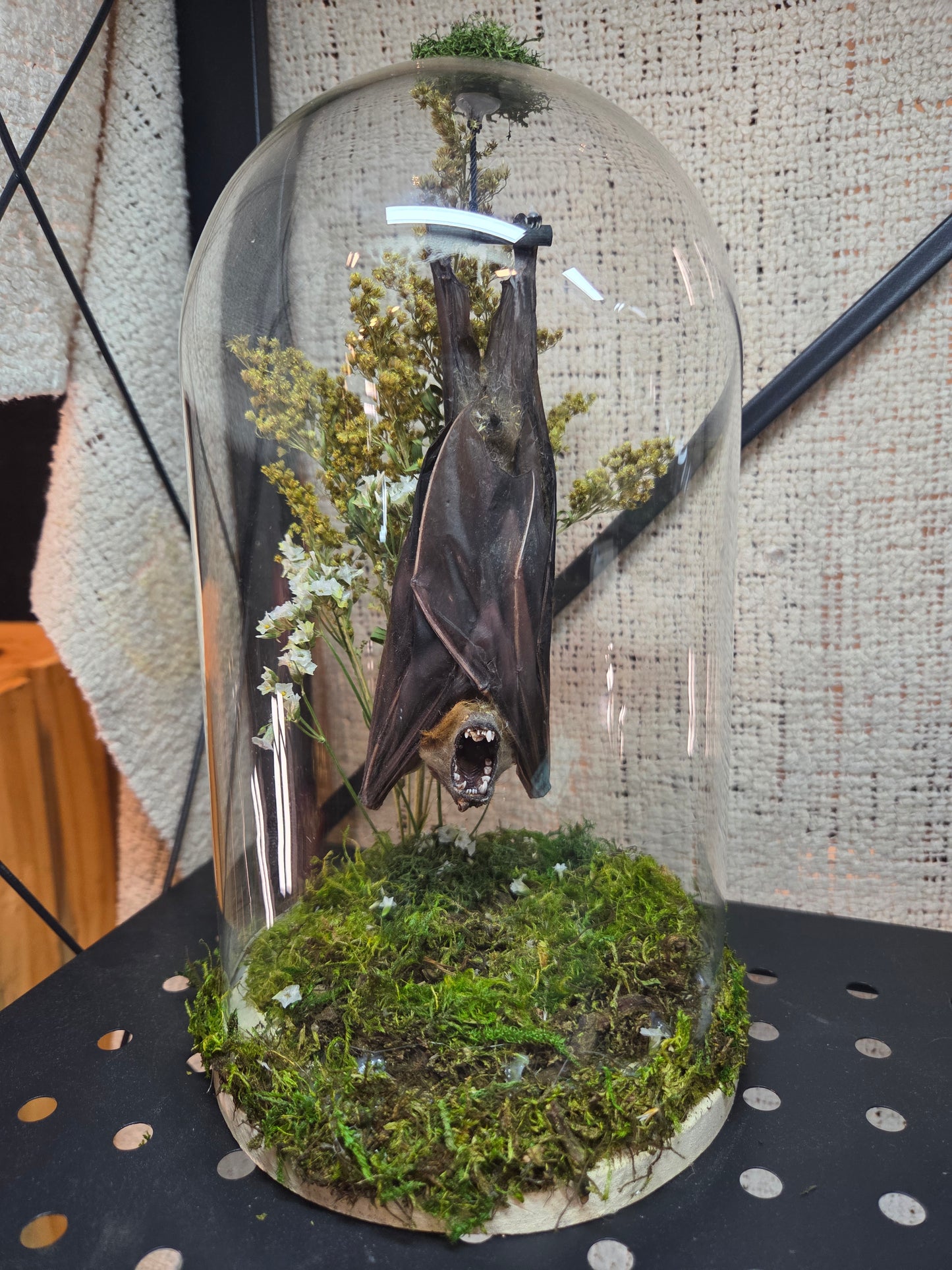 Bat Dome