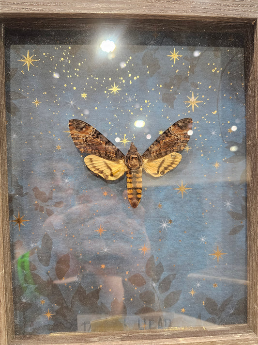 Death head moth shadow bix