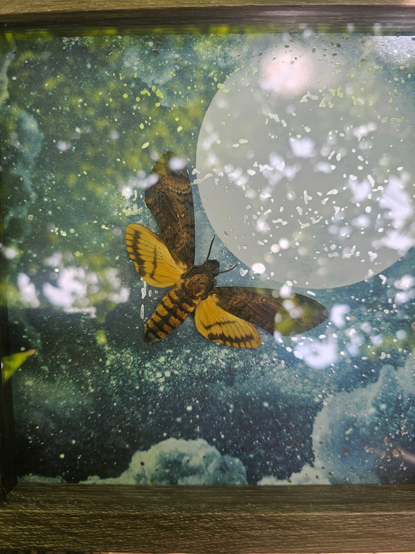 Death's Head Hawkmoth