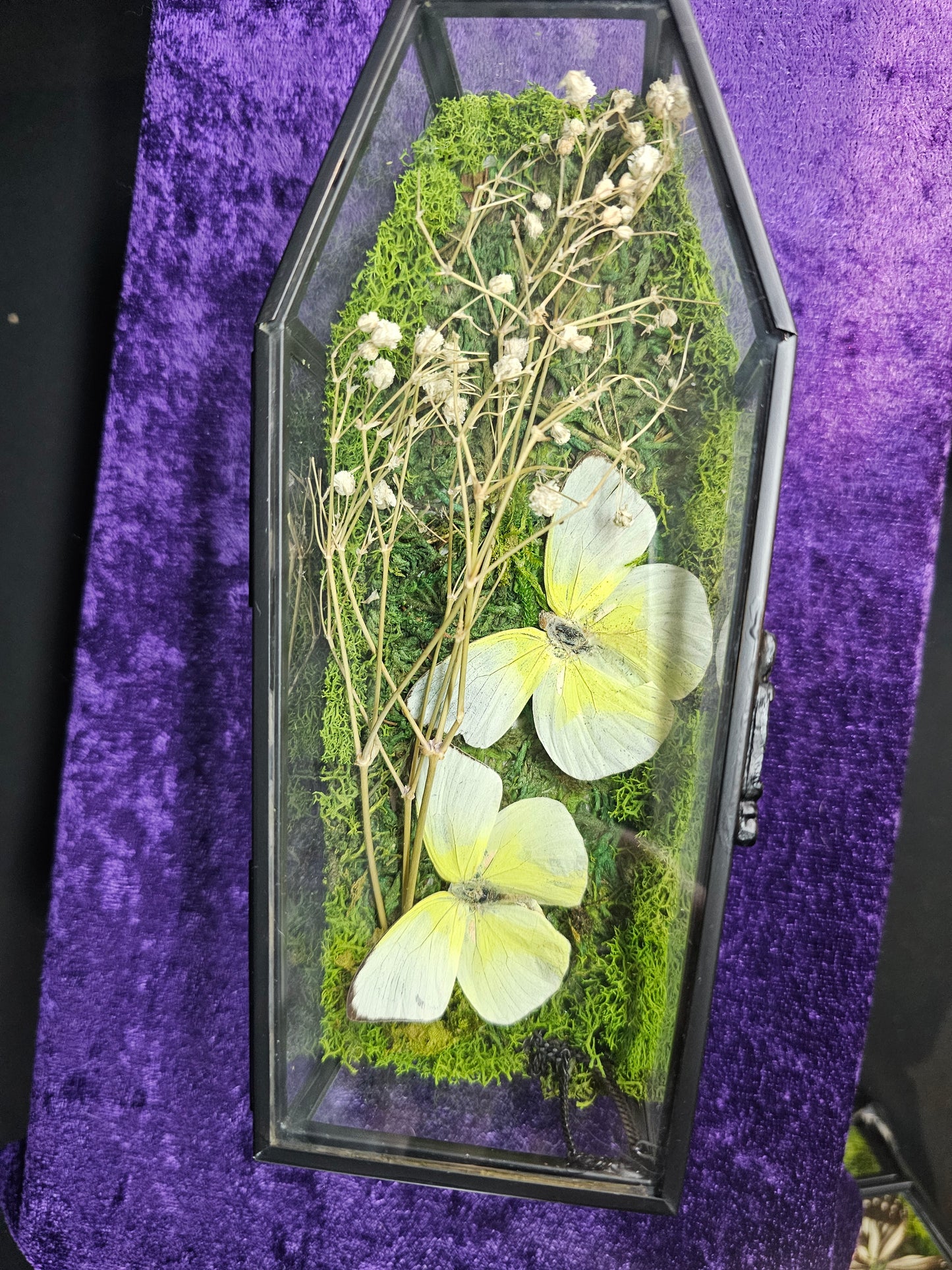Glass coffin box