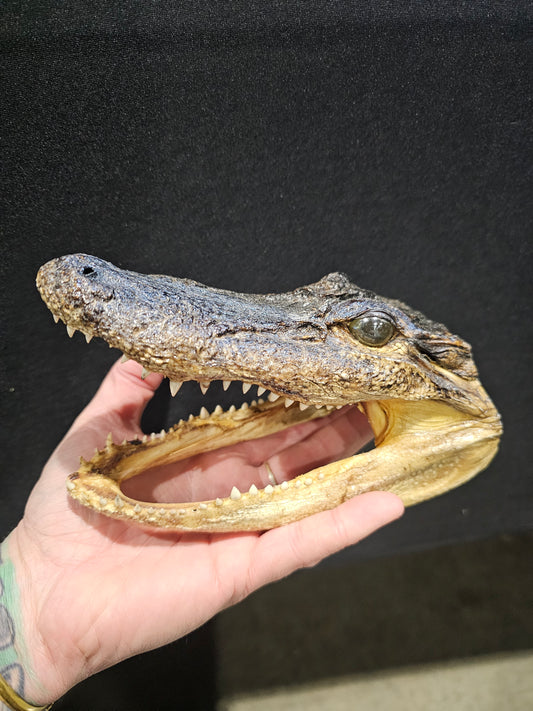 Gator skull