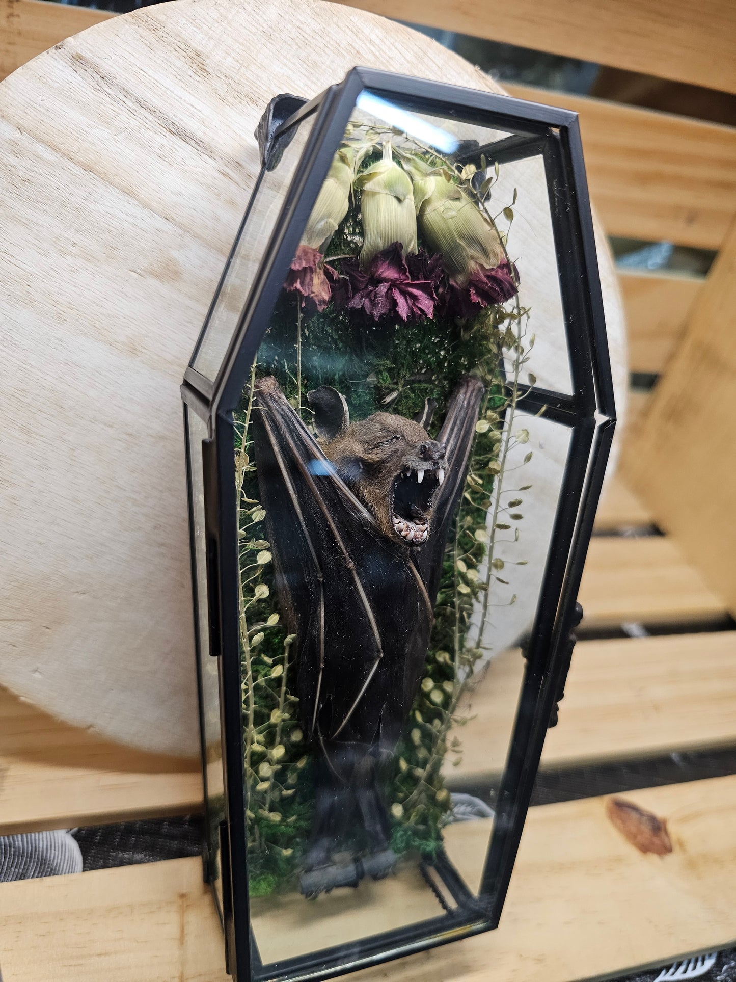 Glass coffin - bat
