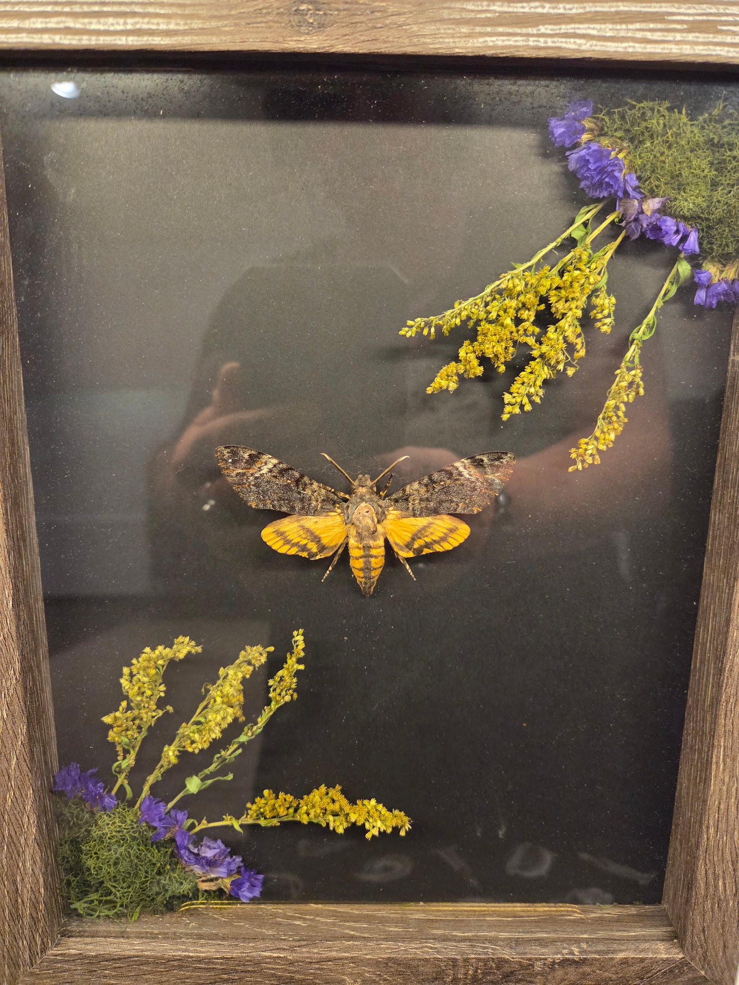Shadowbox - death head moth