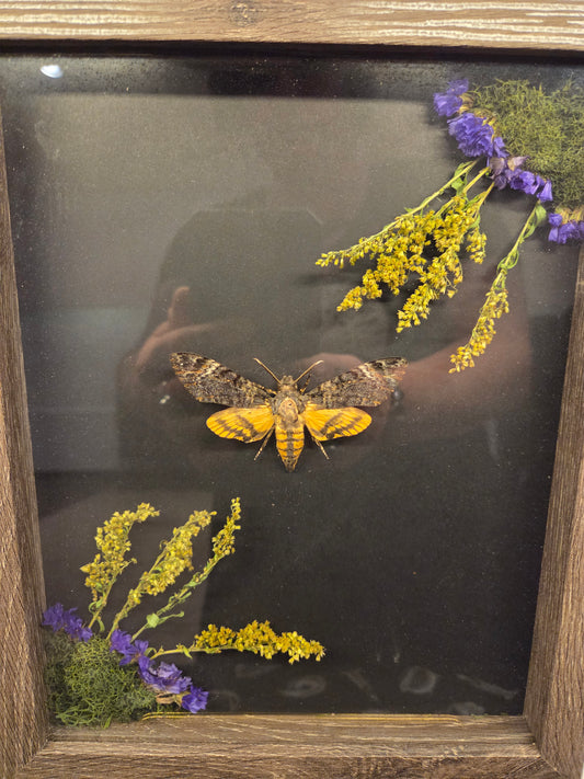 Shadowbox - death head moth