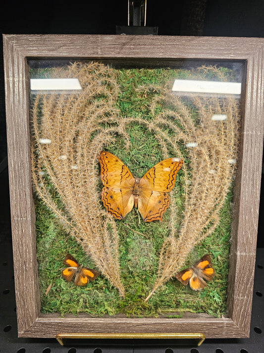 Shadow Box Malay Cruiser