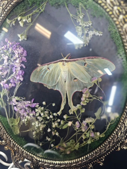 Bubble frame: Luna moth