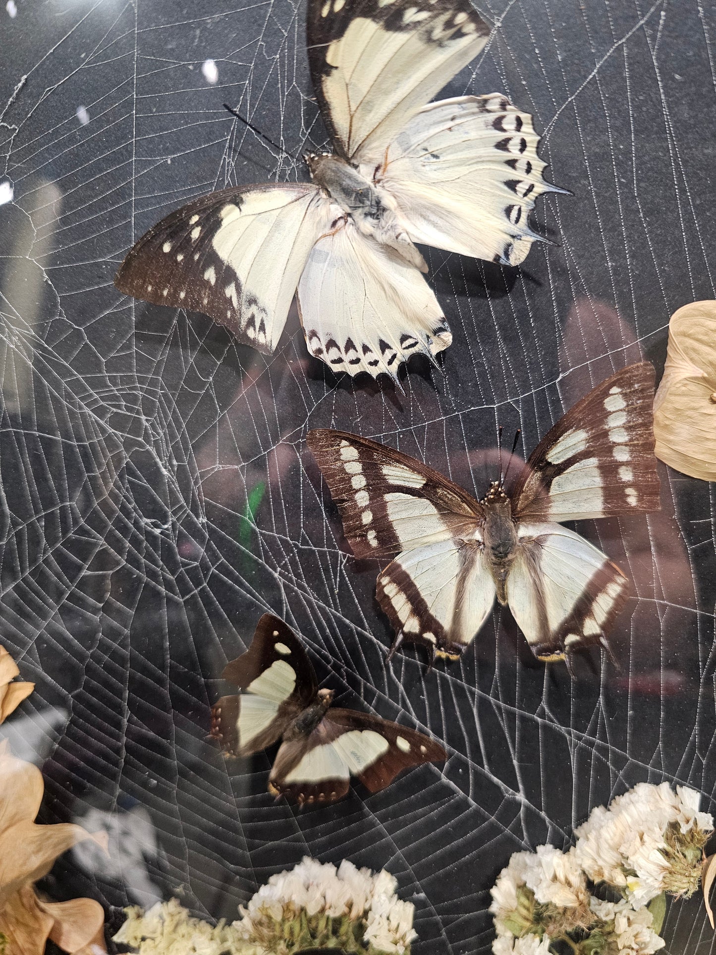 Large bubble frame with real spiderweb