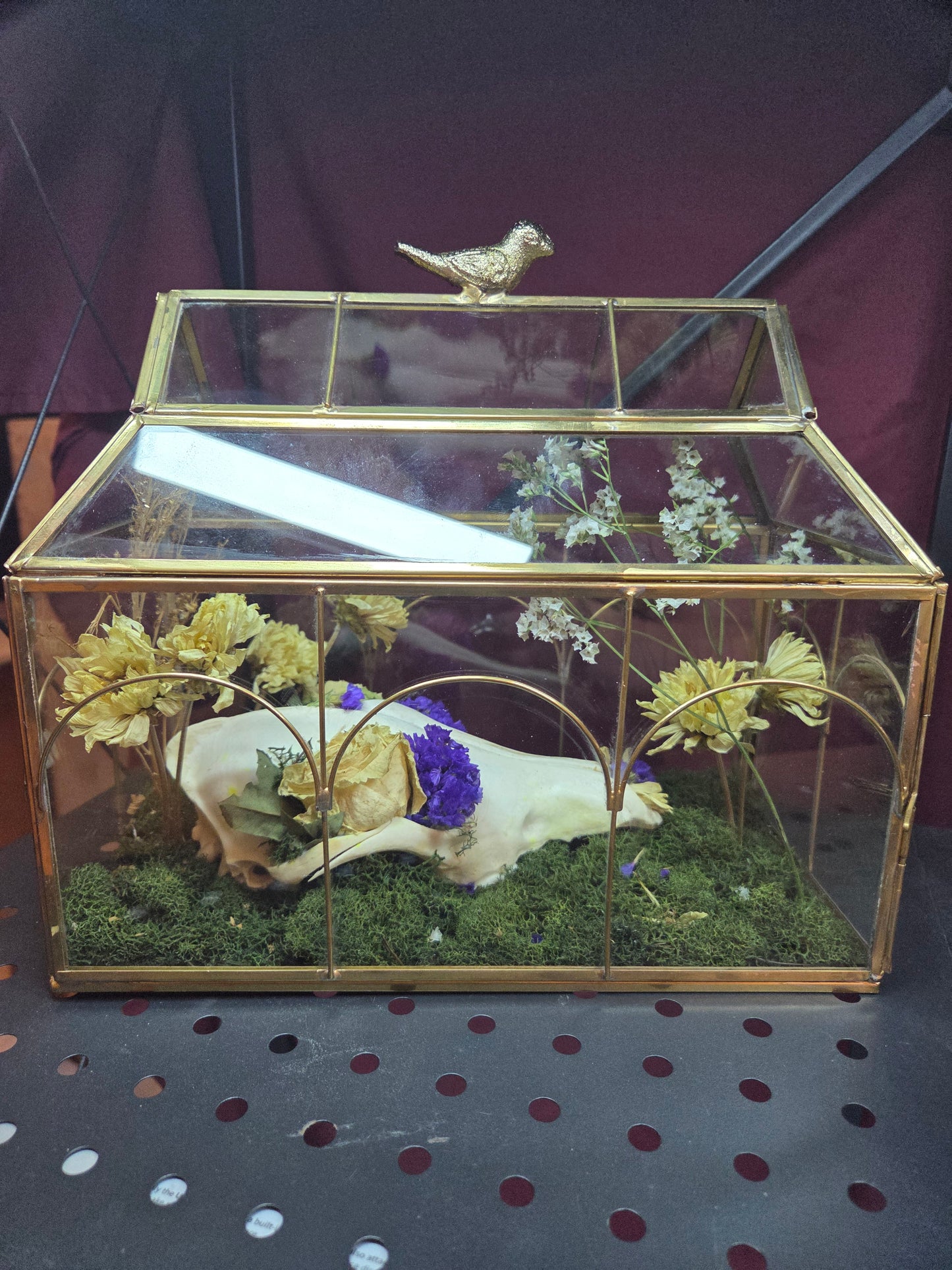 Terrarium with raccoon skull