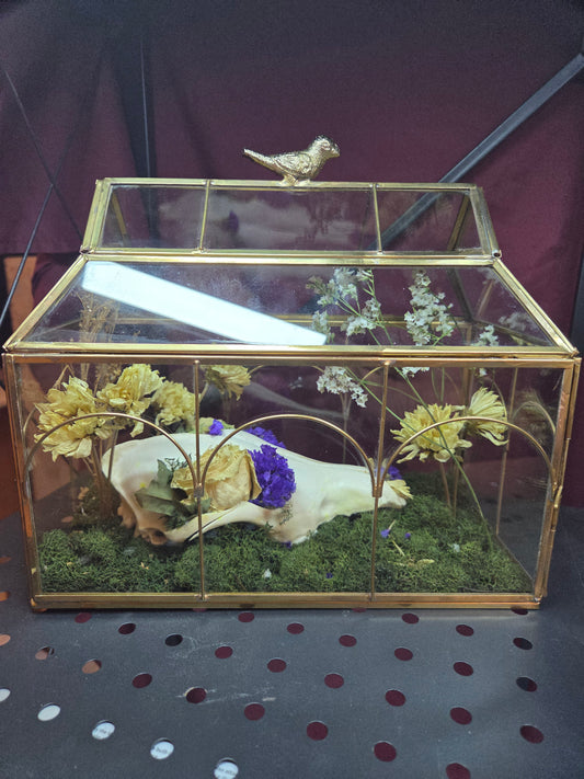 Terrarium with raccoon skull