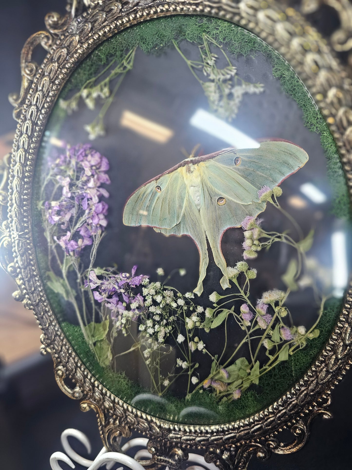 Bubble frame: Luna moth