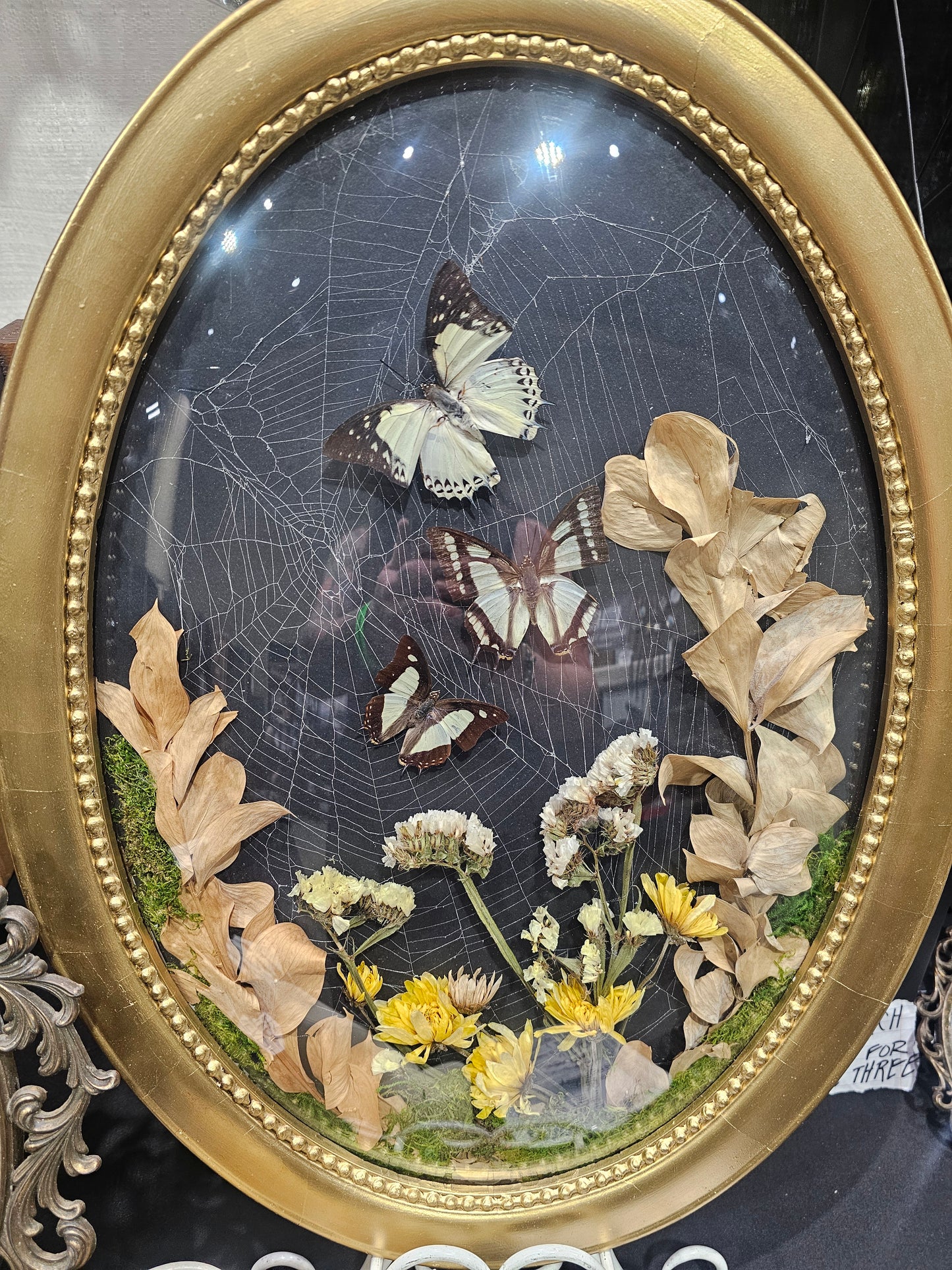 Large bubble frame with real spiderweb