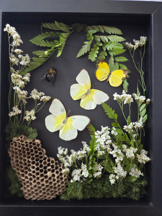 Shadow box - bee my friend