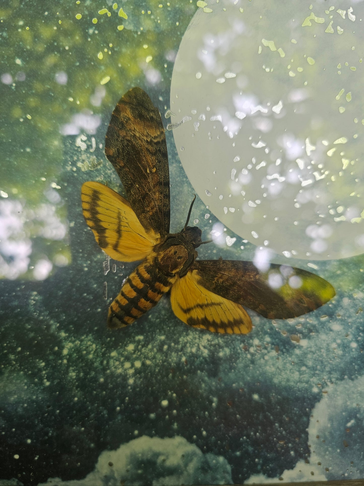 Death's Head Hawkmoth