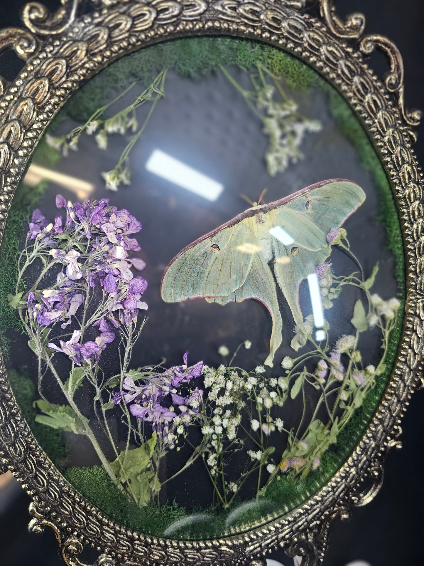 Bubble frame: Luna moth