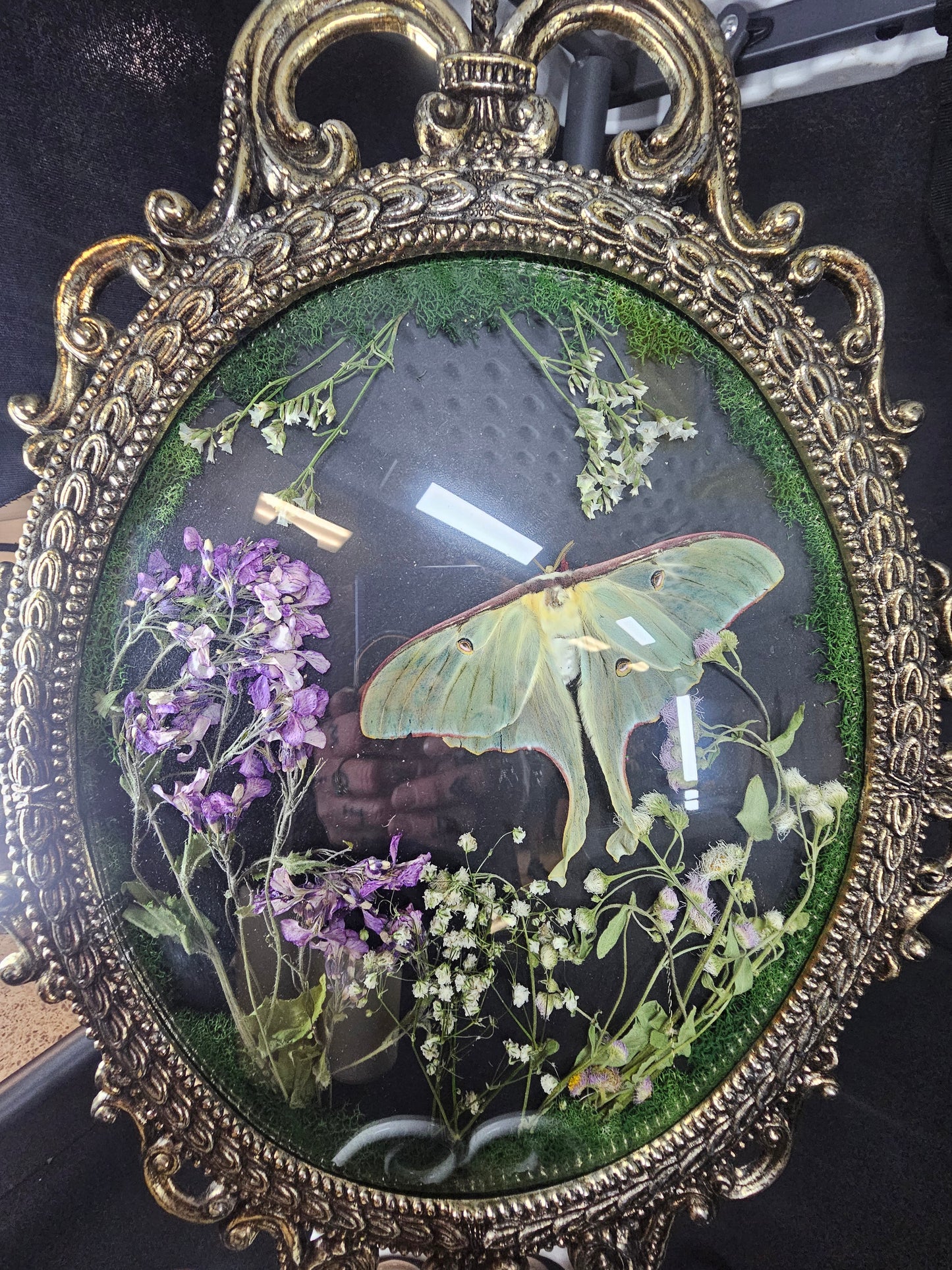 Bubble frame: Luna moth