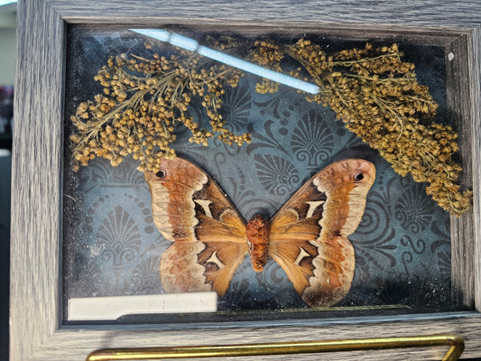 Shadow Box - Tarantula Moth