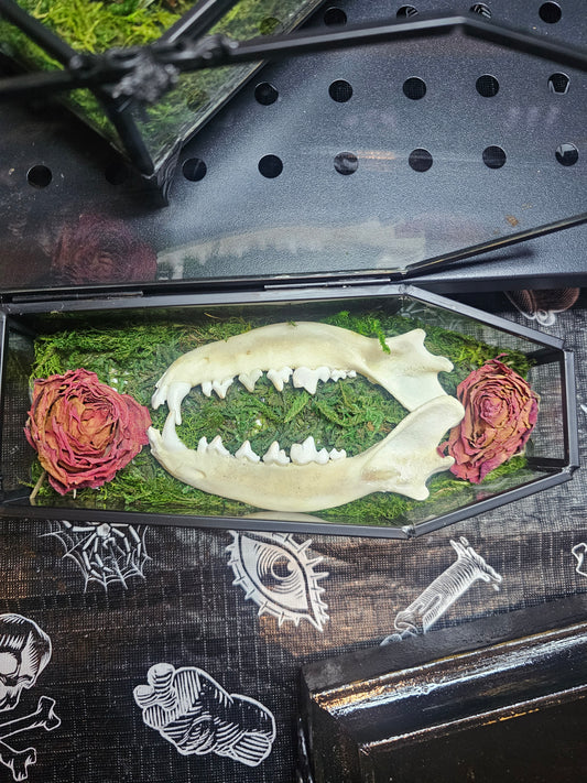 Glass coffin with fox jaw