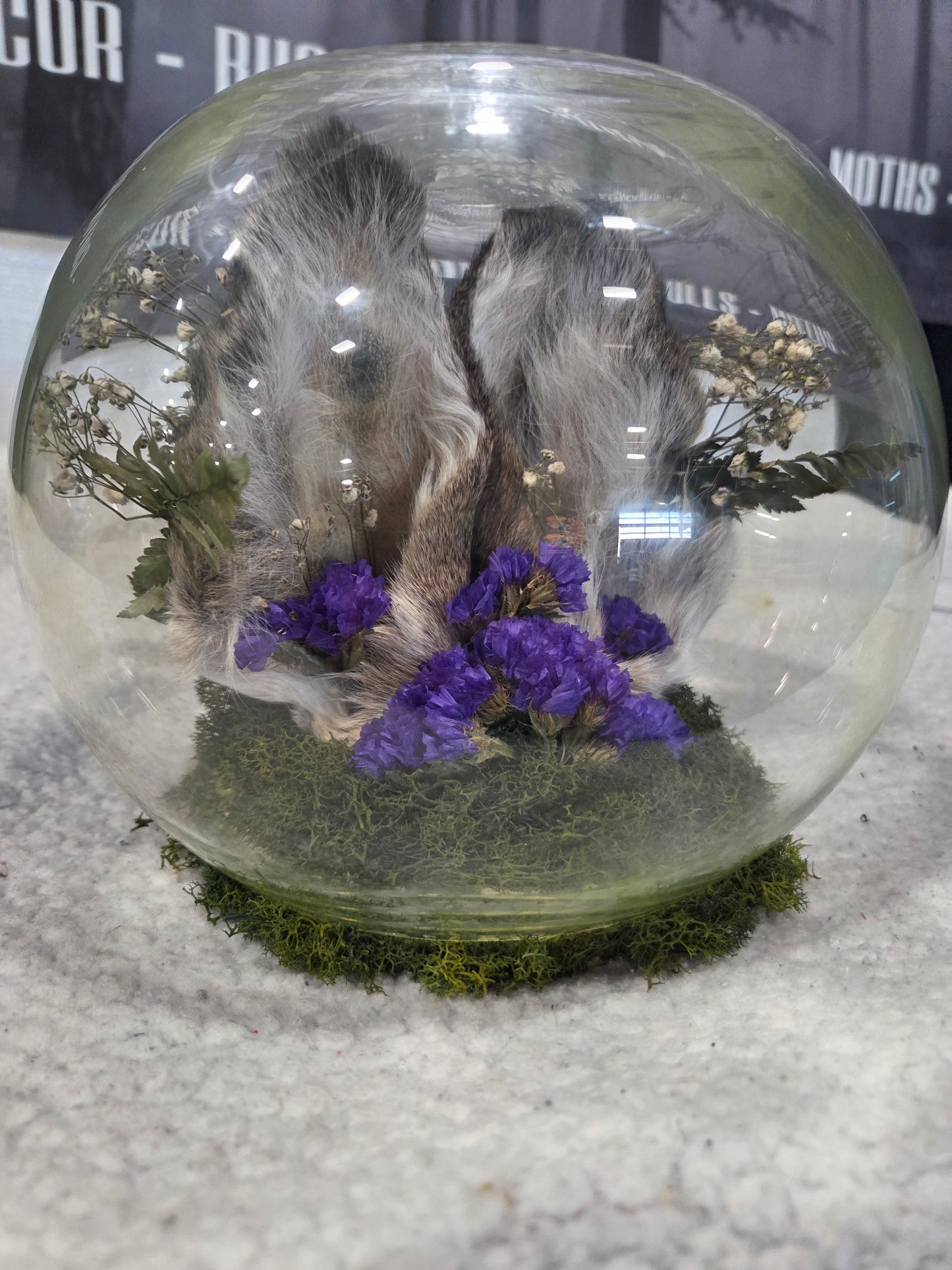 Deer Ear Dome