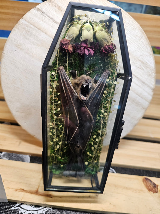 Glass coffin - bat