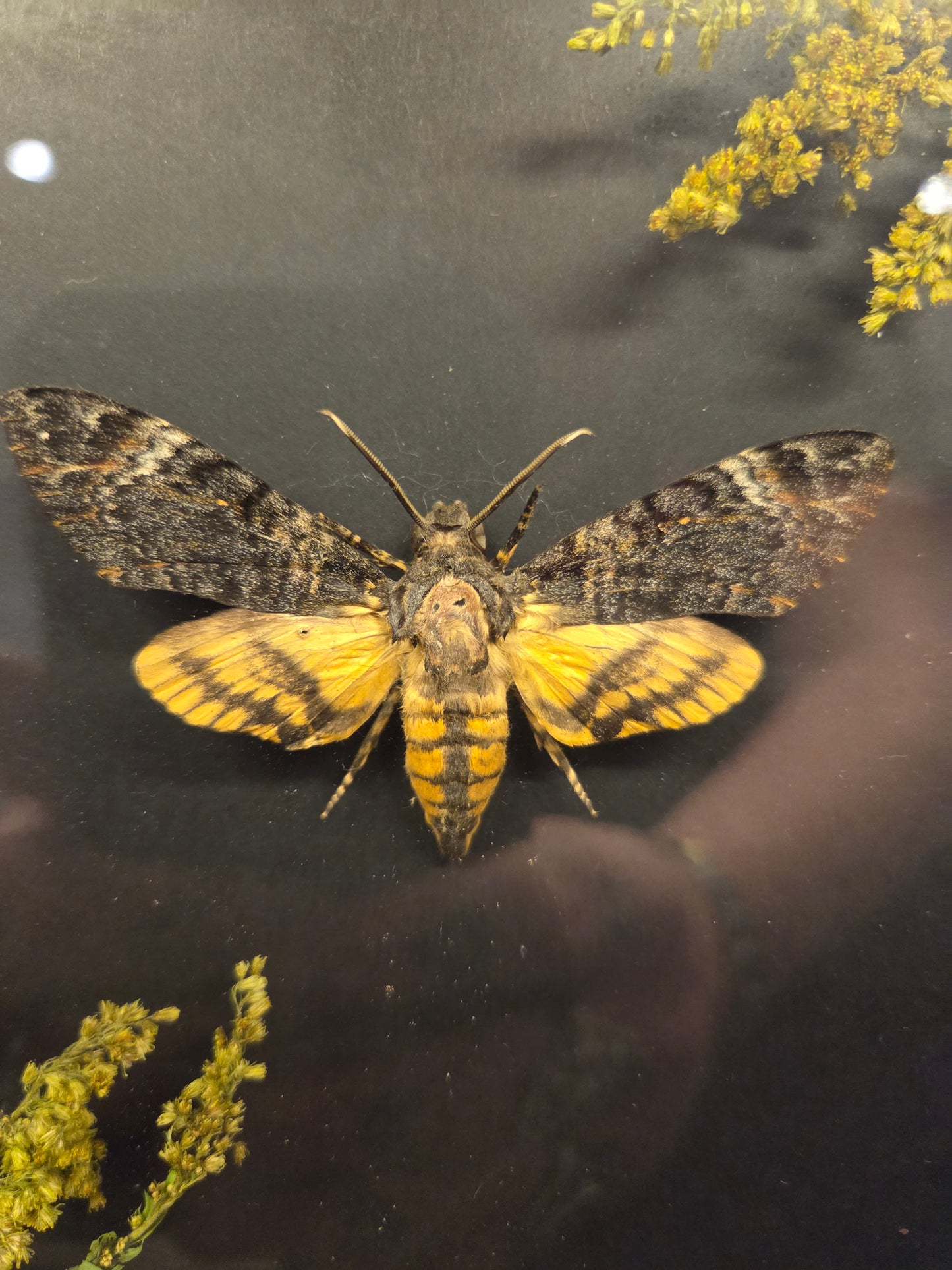 Shadowbox - death head moth