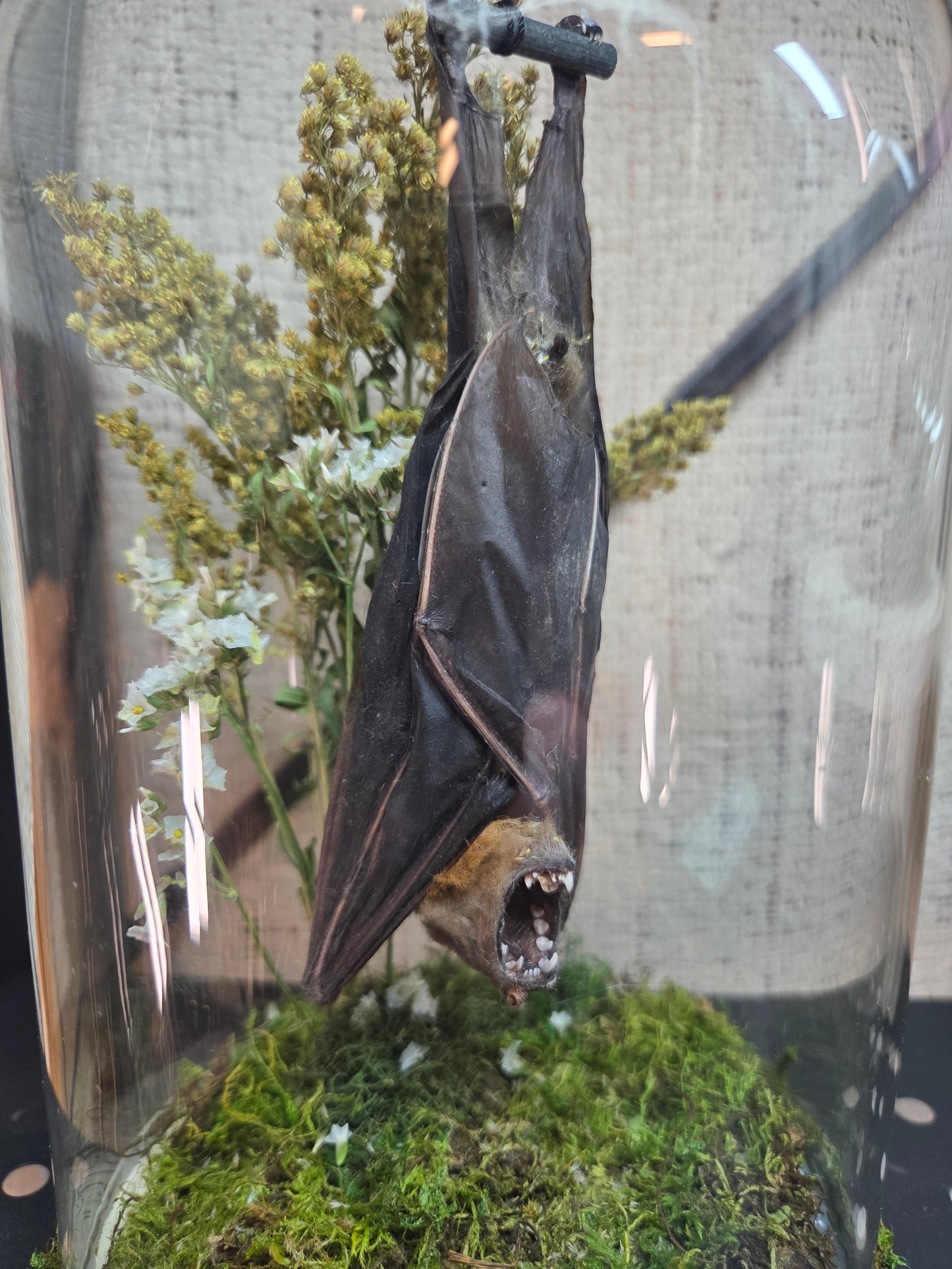 Bat Dome