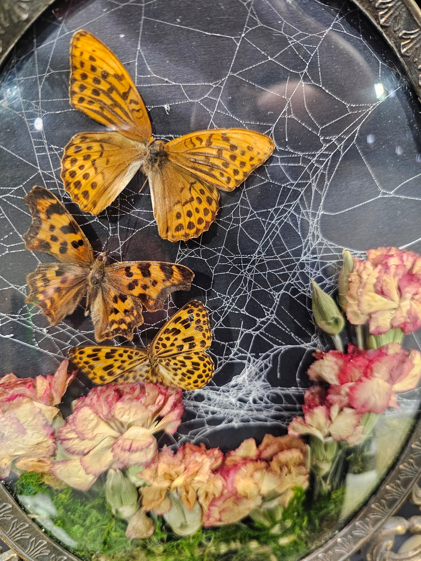 Small bubble frame with real spider web